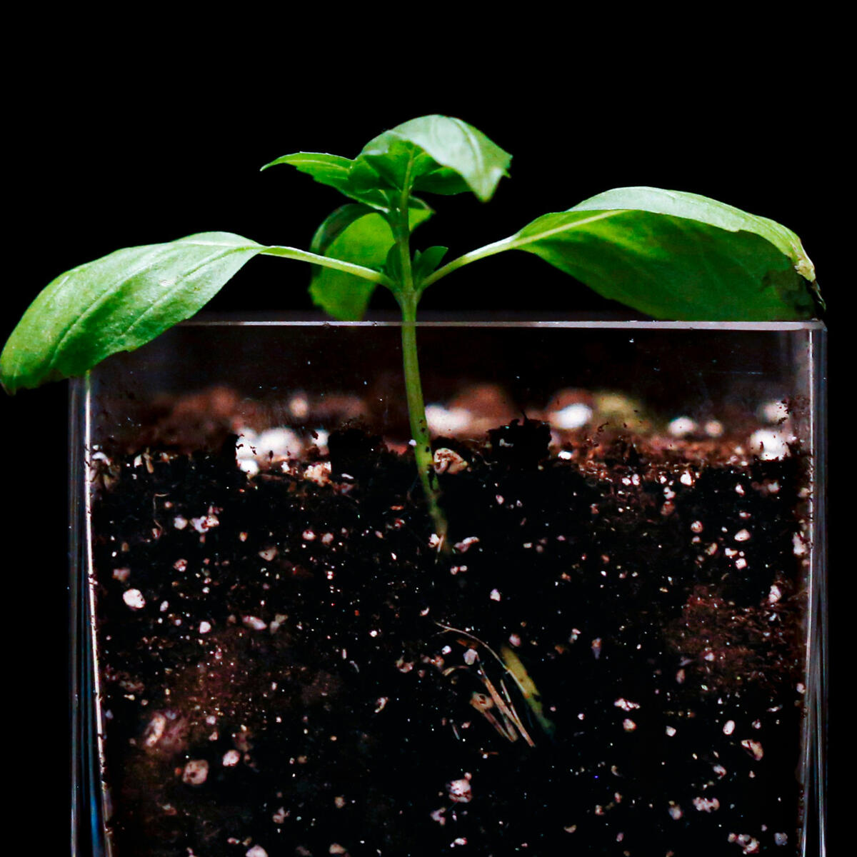 The UK's New Gospel Music Qualification